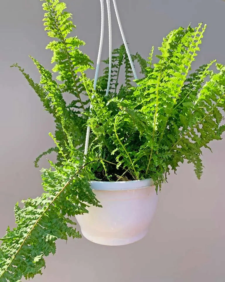 Boston Fern Plant Basket