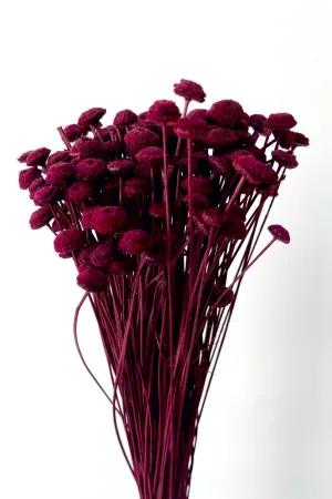 Botao Burgundy Color Preserved Bunch indoor houseplants  