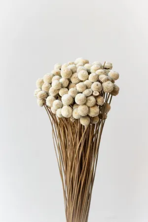 Botao  Natural Preserved Bunch indoor houseplants  