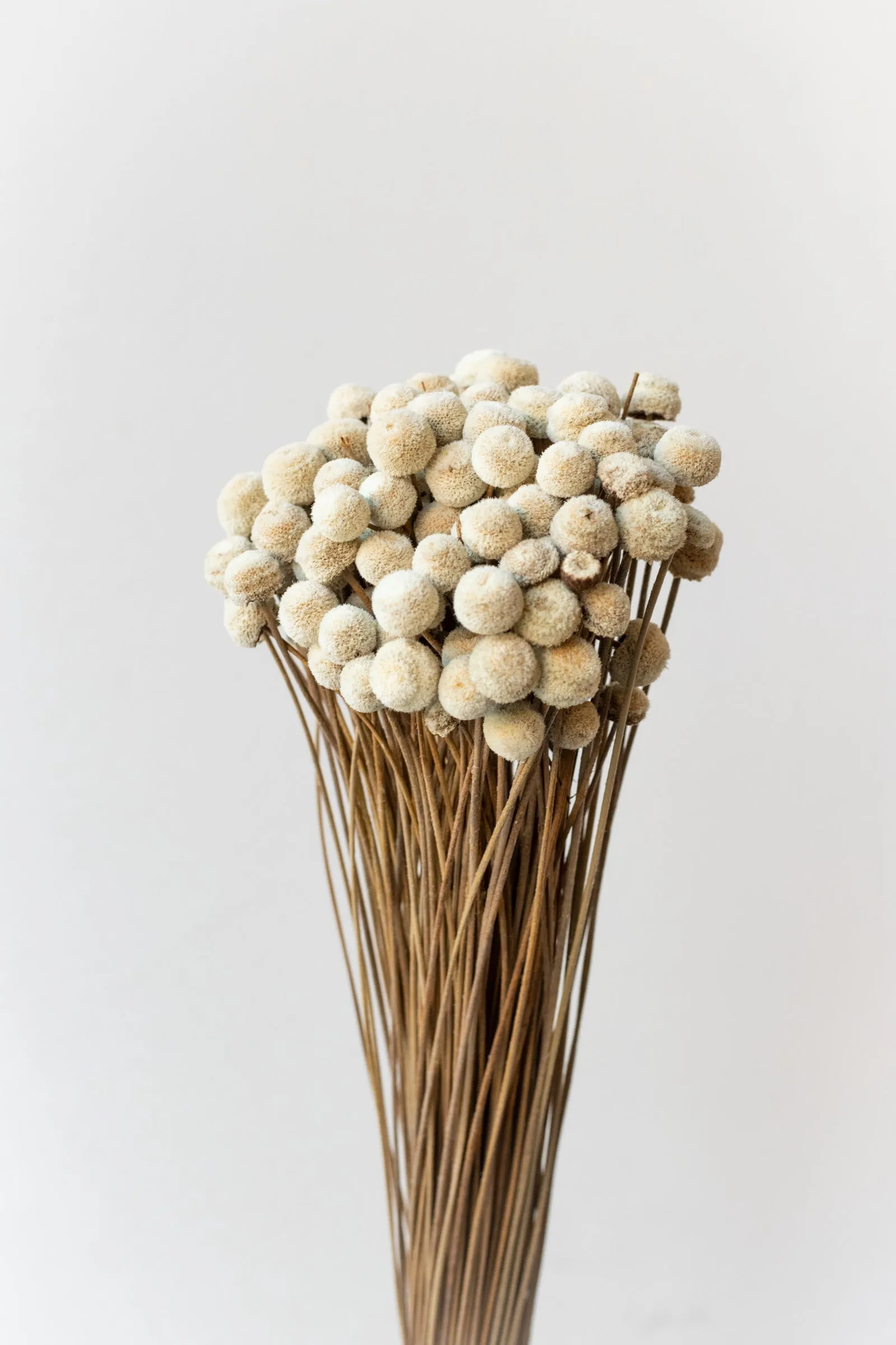 Botao  Natural Preserved Bunch indoor houseplants  