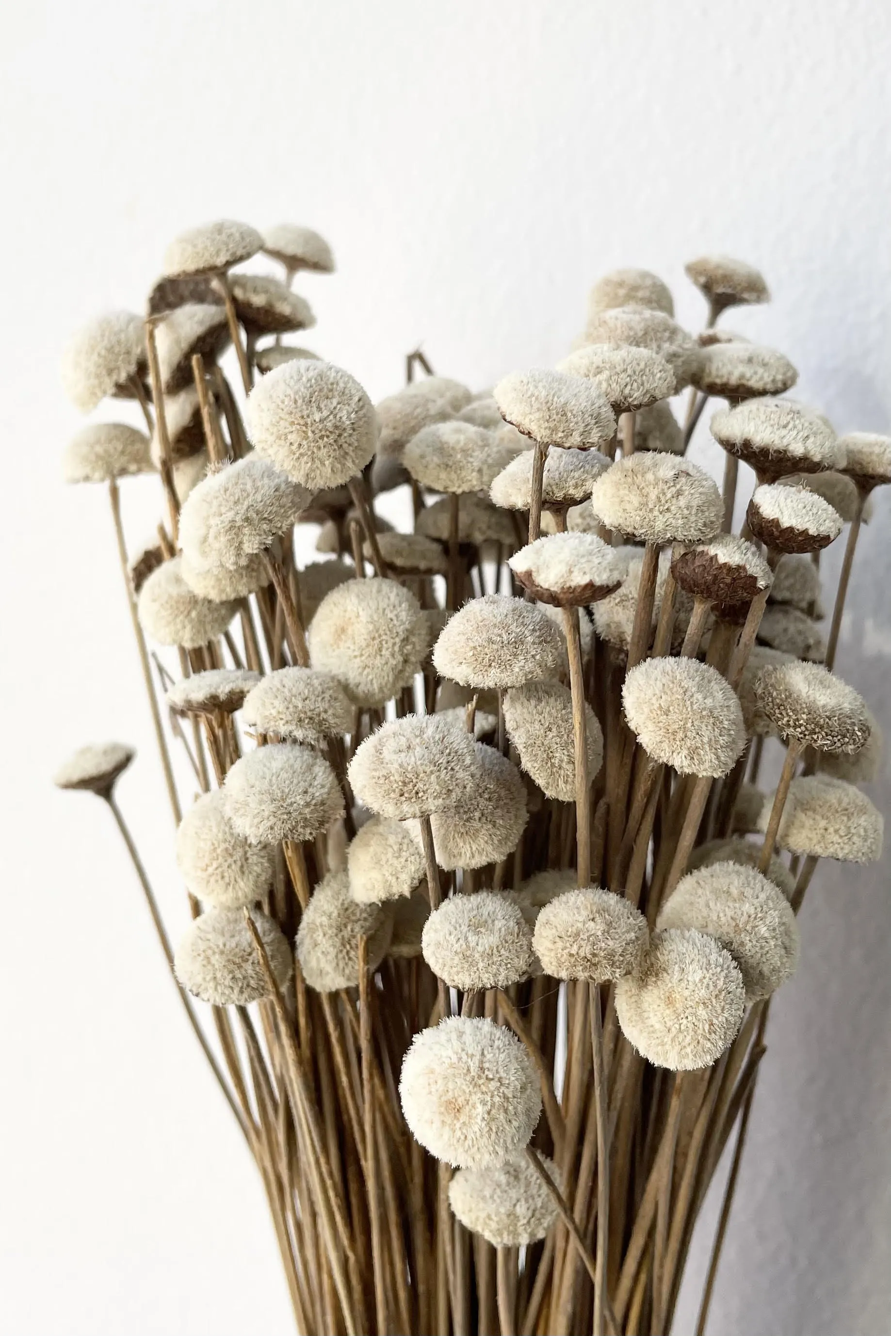 Botao  Natural Preserved Bunch