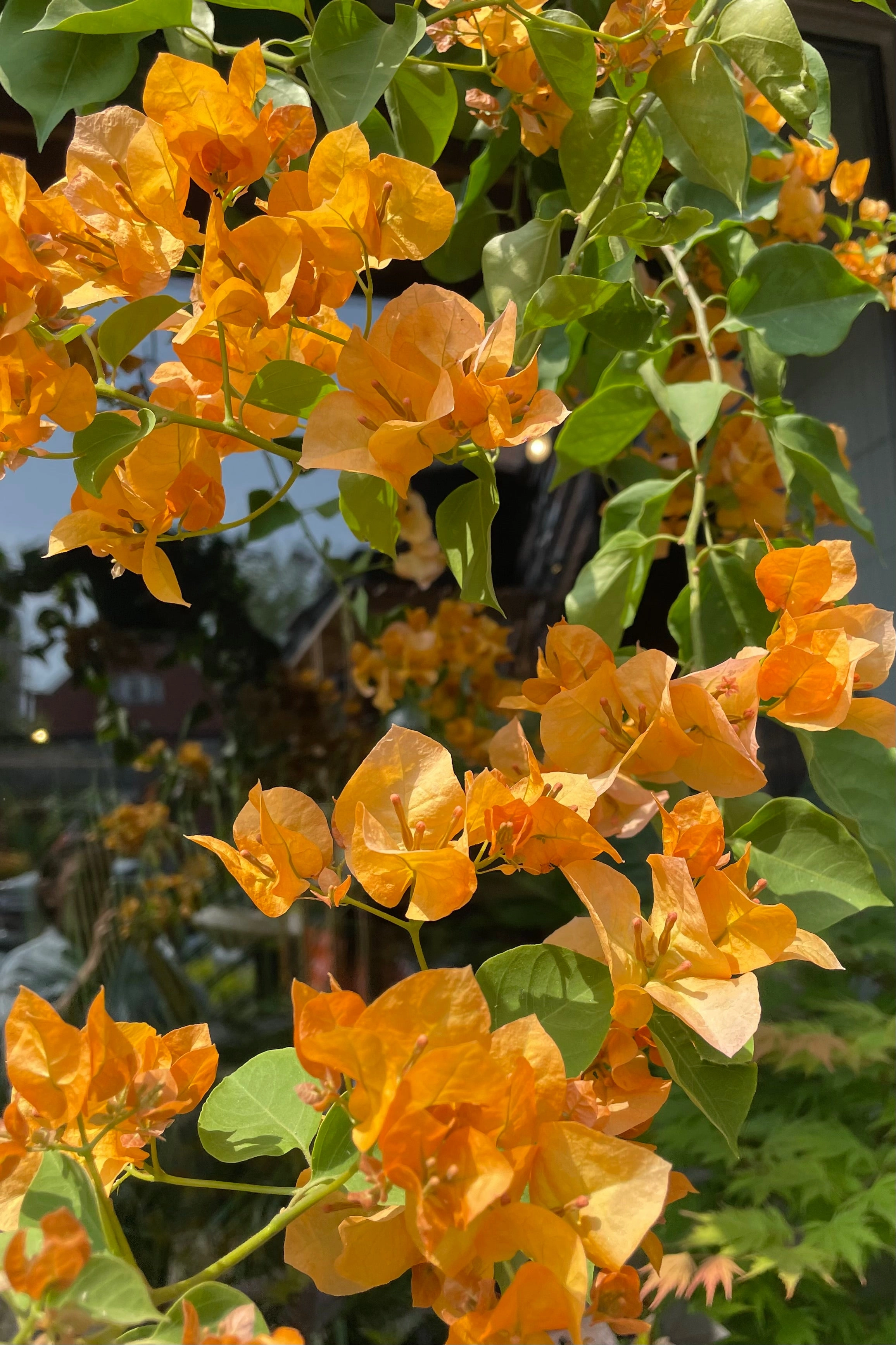 Bougainvillea 10" medium flower pot  