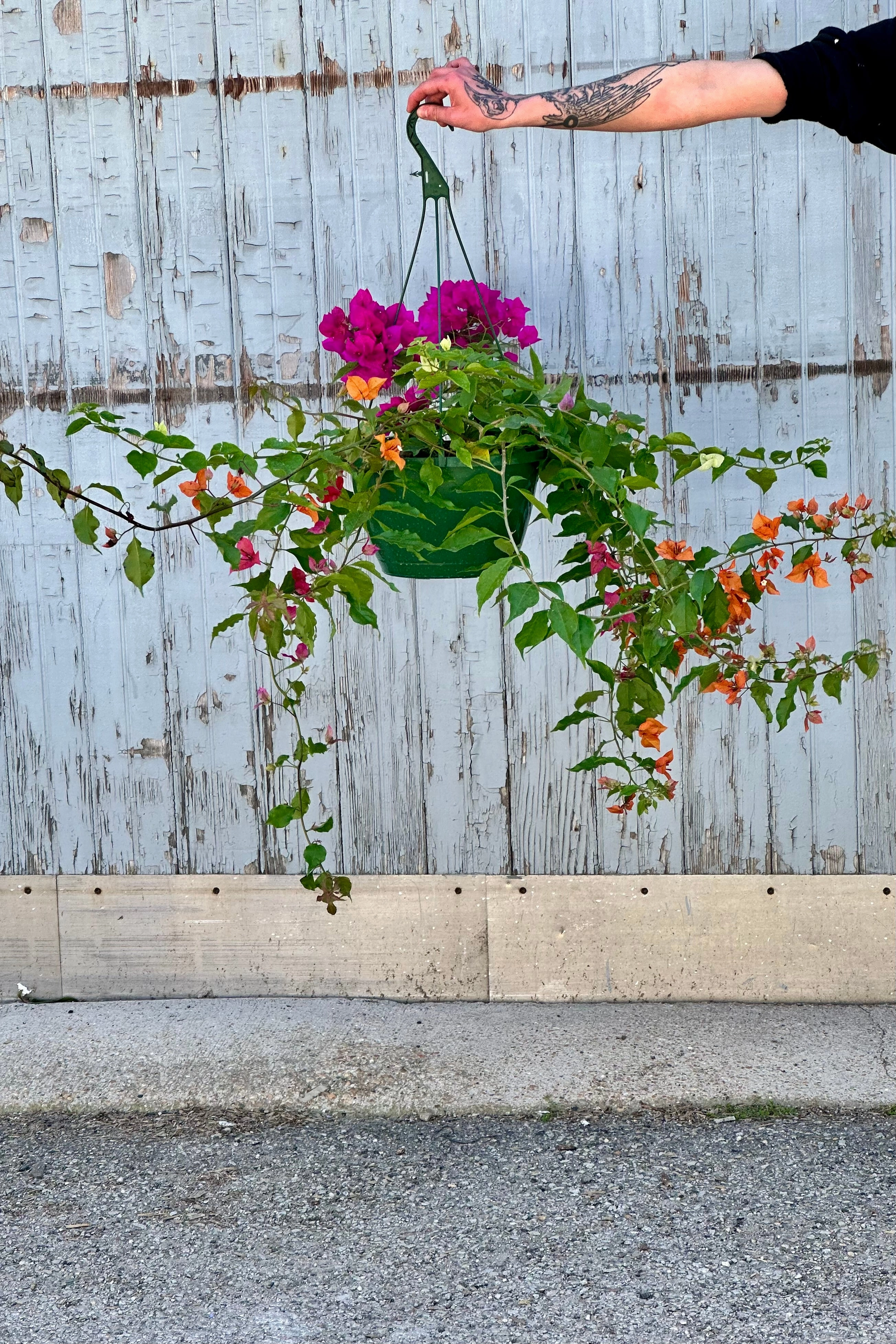 Bougainvillea 10"