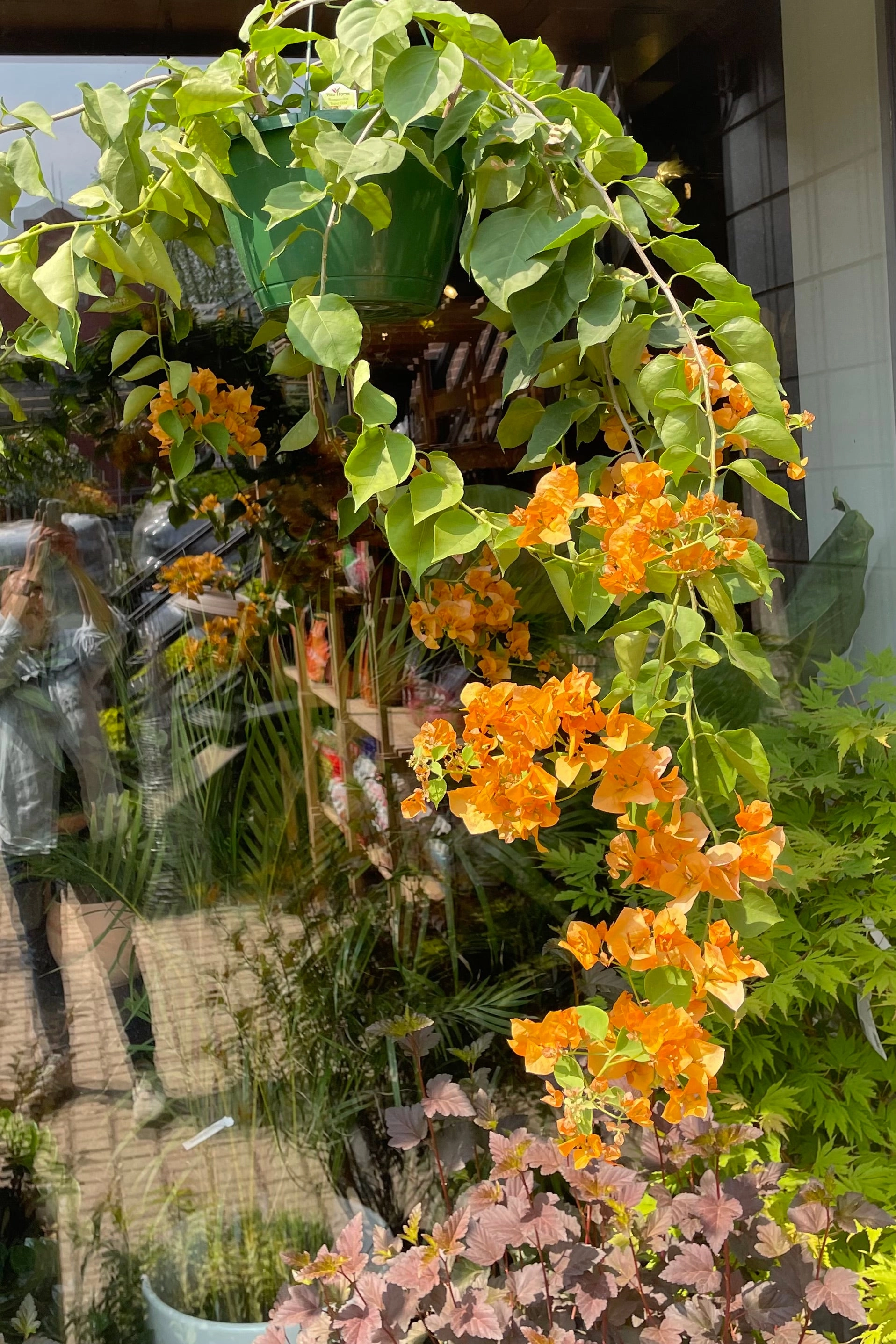 Bougainvillea 10"