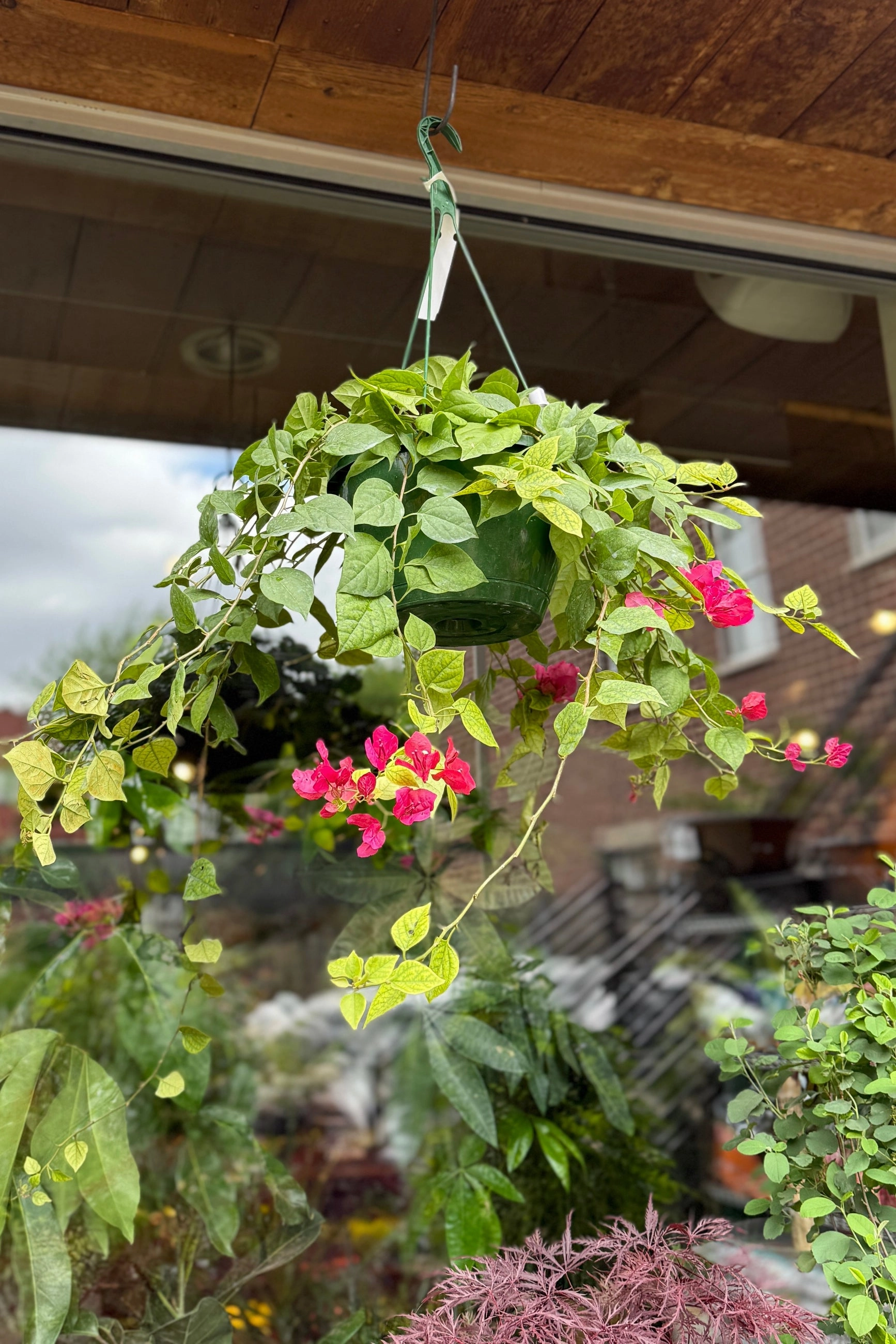 Bougainvillea 10"