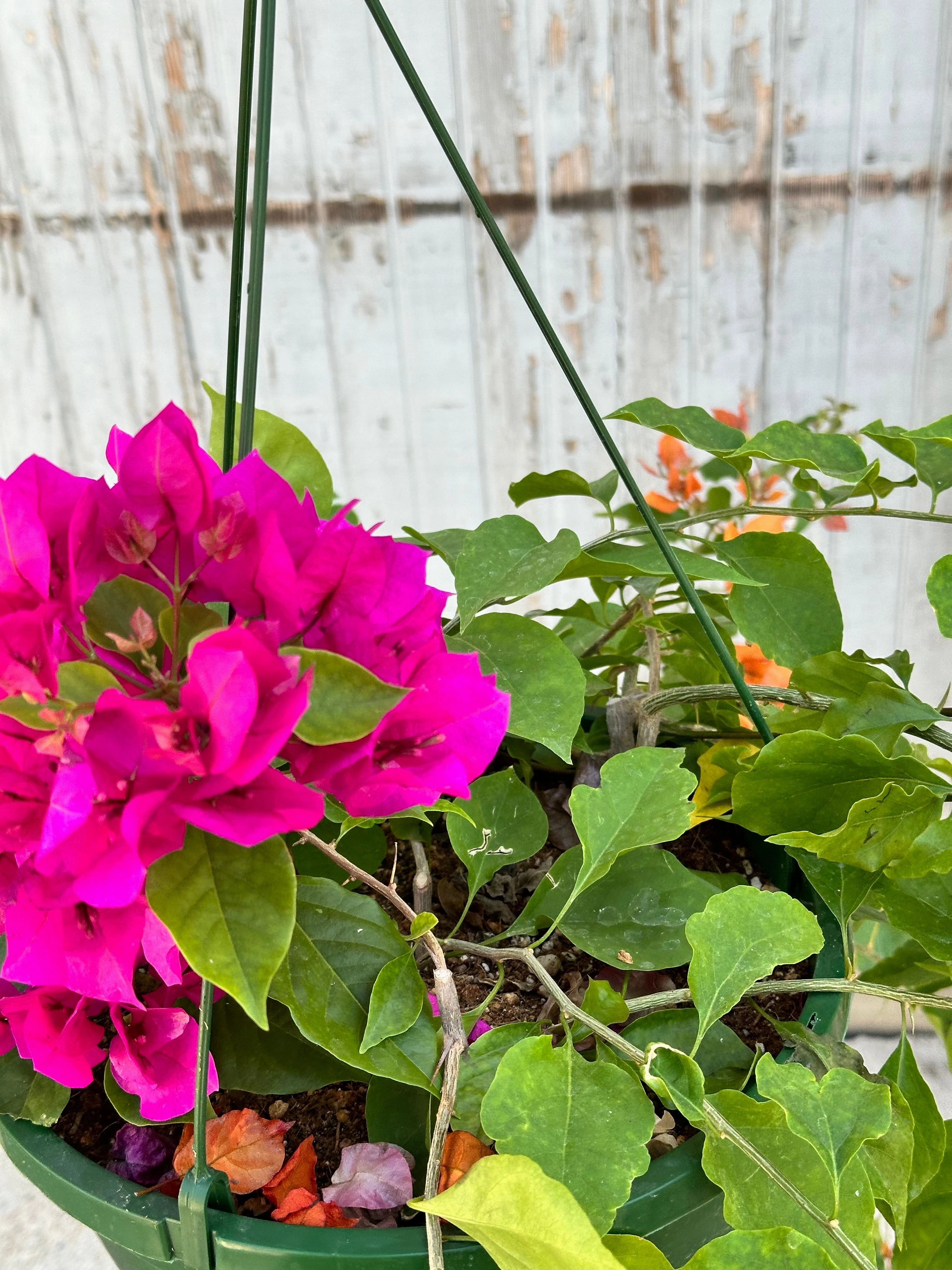 Bougainvillea 10"