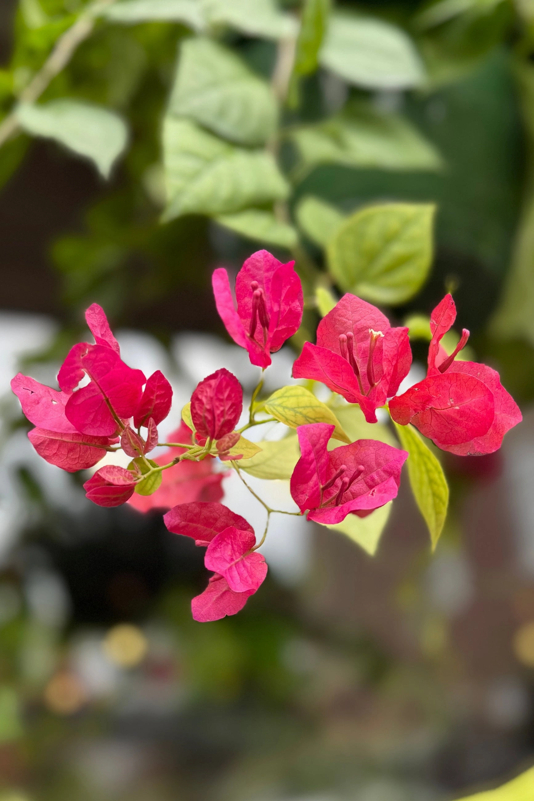 Bougainvillea 10"
