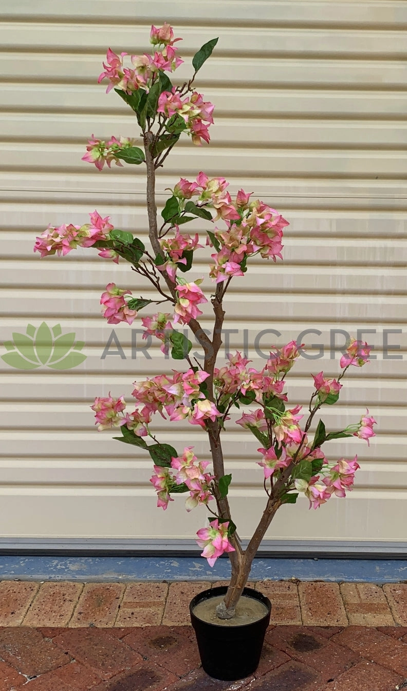 Bougainvillea Tree 130cm Pink