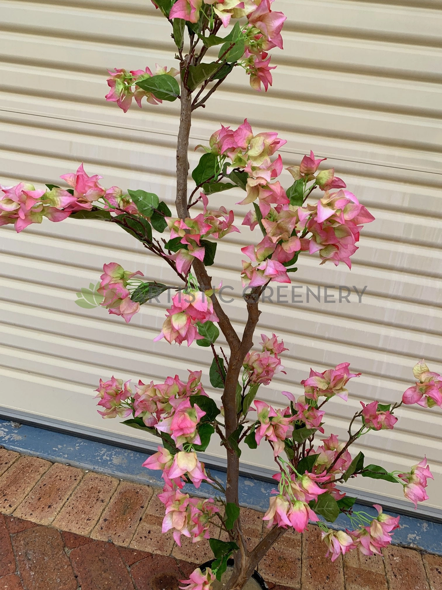 Bougainvillea Tree 130cm Pink
