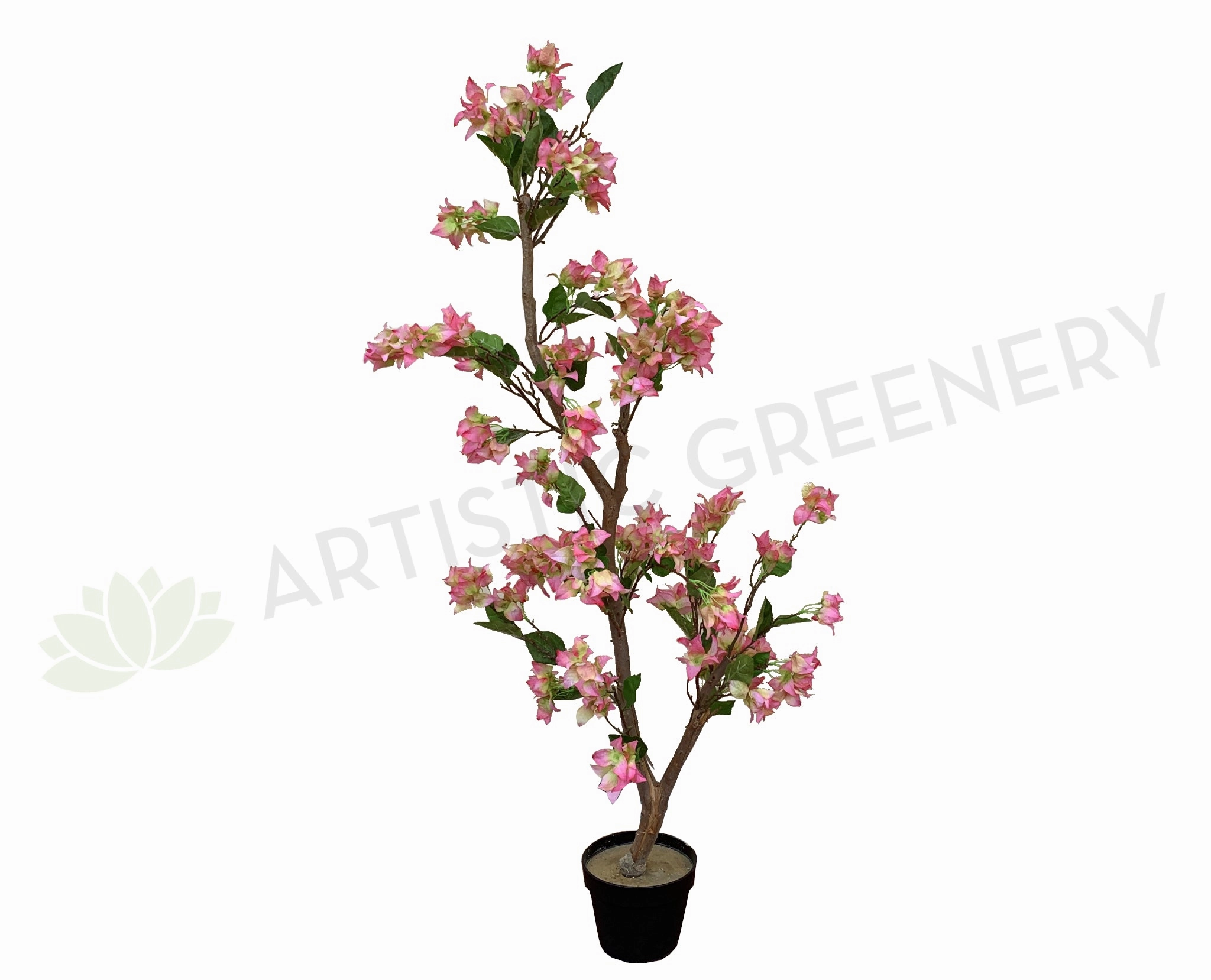 Bougainvillea Tree 130cm Pink sun perennial  