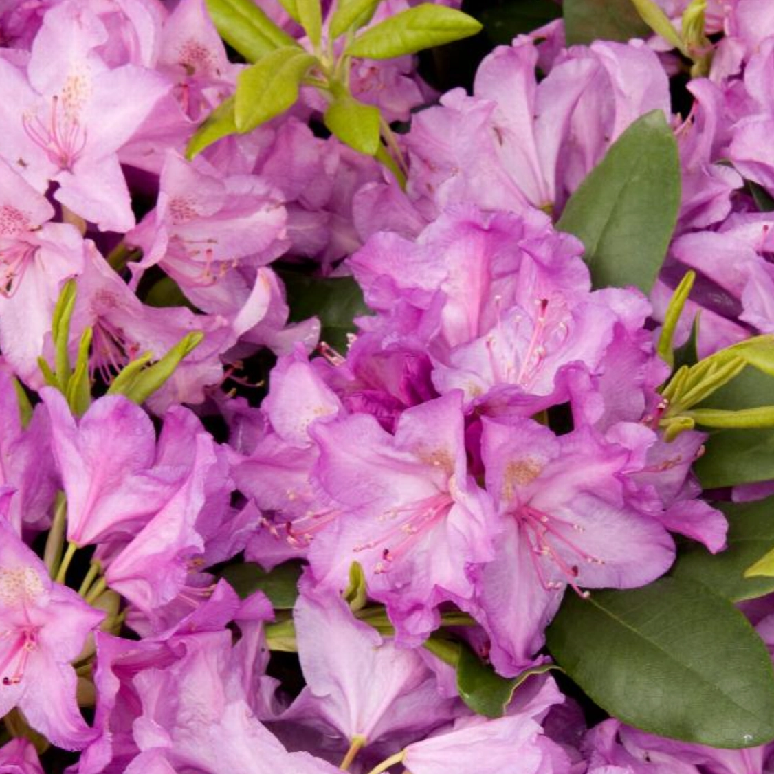 Boursault Catawba Rhododendron | Rhododendron catawbiense 'Boursault' single layer plant shelf  