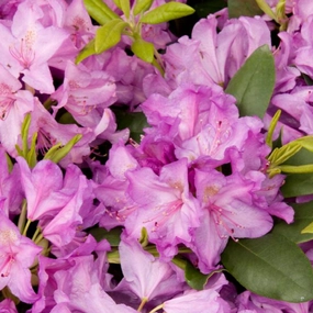 Boursault Catawba Rhododendron | Rhododendron catawbiense 'Boursault' single layer plant shelf  