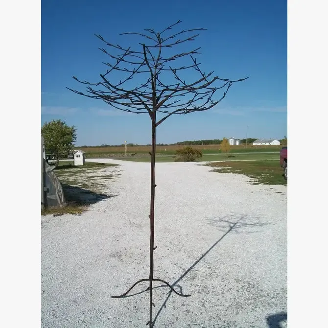 Branch Tree with No Birds Just Branch On Top