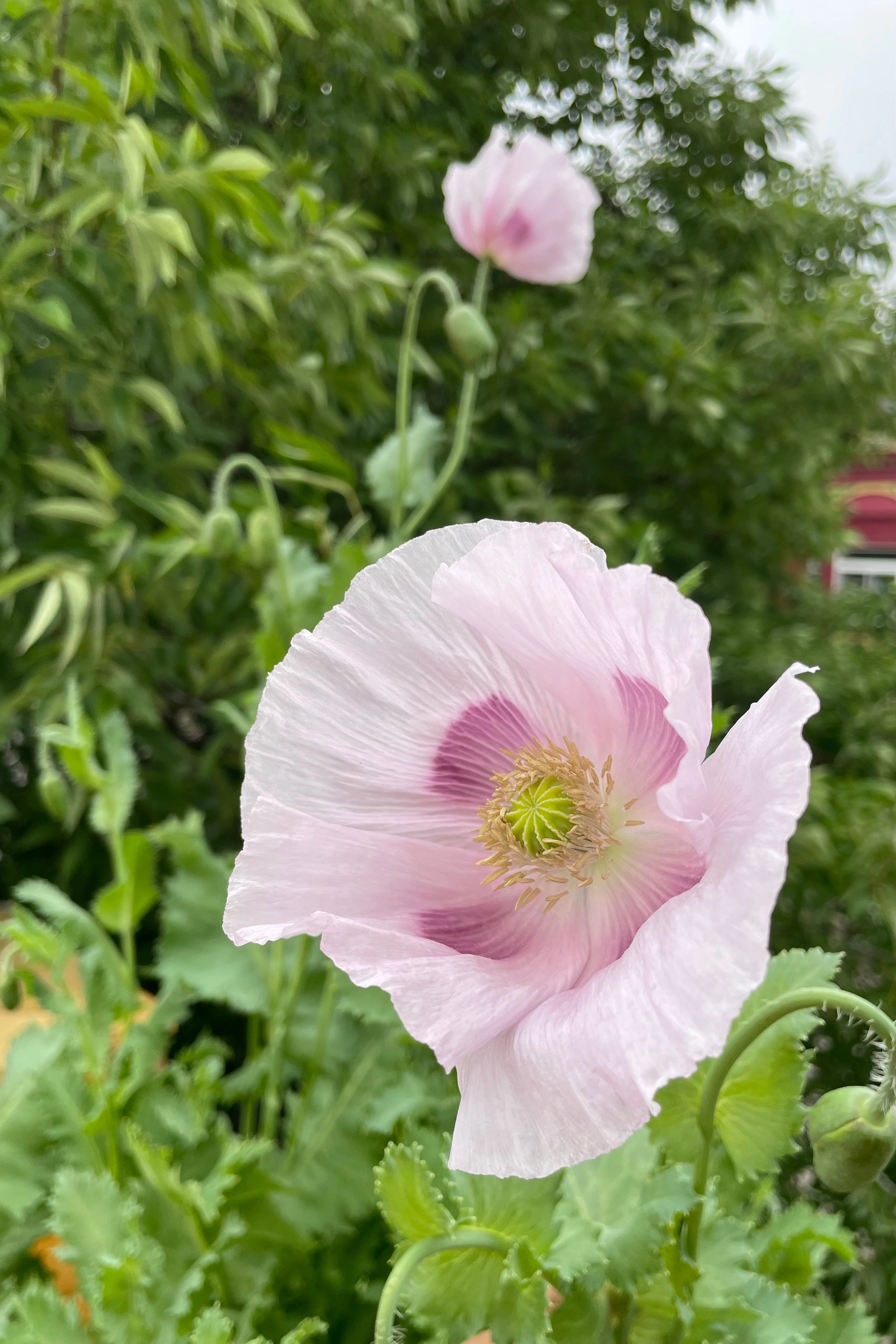 Breadseed Poppy Mix Seeds Art Pack