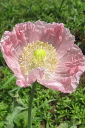 Breadseed Poppy Mix Seeds Art Pack decorative flowerpot  