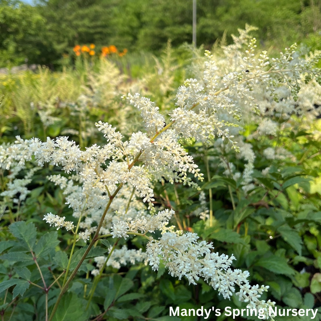 Bridal Veil Astilbe | Astilbe arendsii single layer plant shelf  