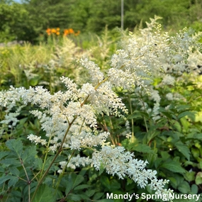 Bridal Veil Astilbe | Astilbe arendsii single layer plant shelf  