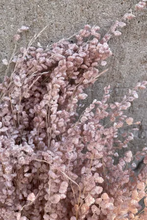 Briza Mini Pale Dark Pink Pastel Preserved Bunch indoor houseplants  