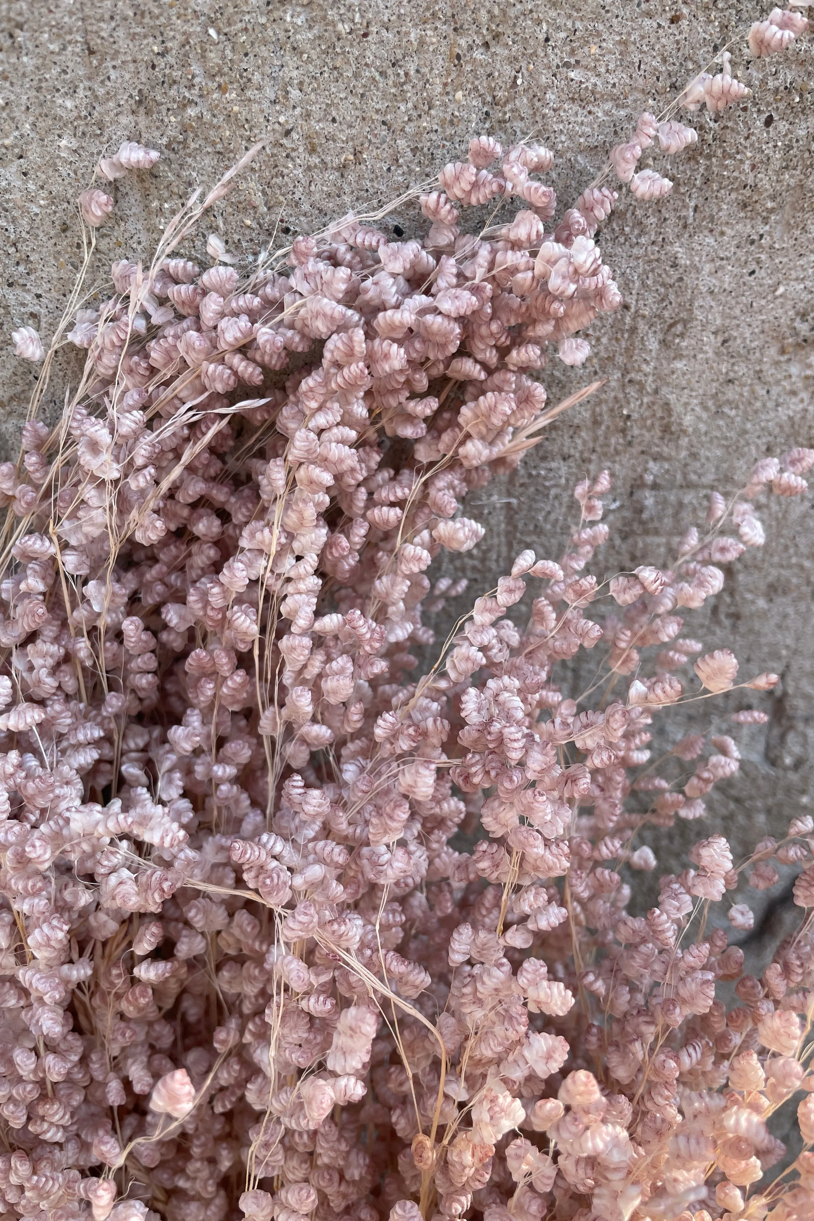 Briza Mini Pale Dark Pink Pastel Preserved Bunch indoor houseplants  