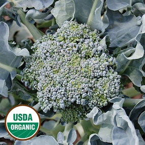 Broccoli, Calabrese Organic Seeds small flower pot  