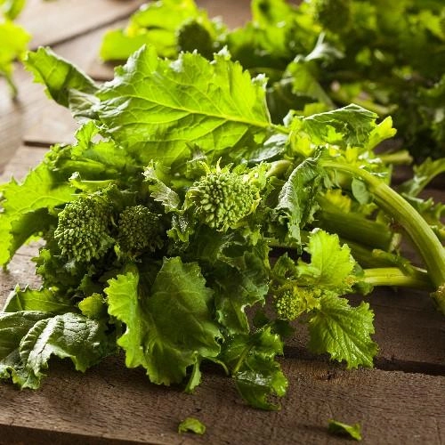 Broccoli Raab, Spring Rapini small flower pot  