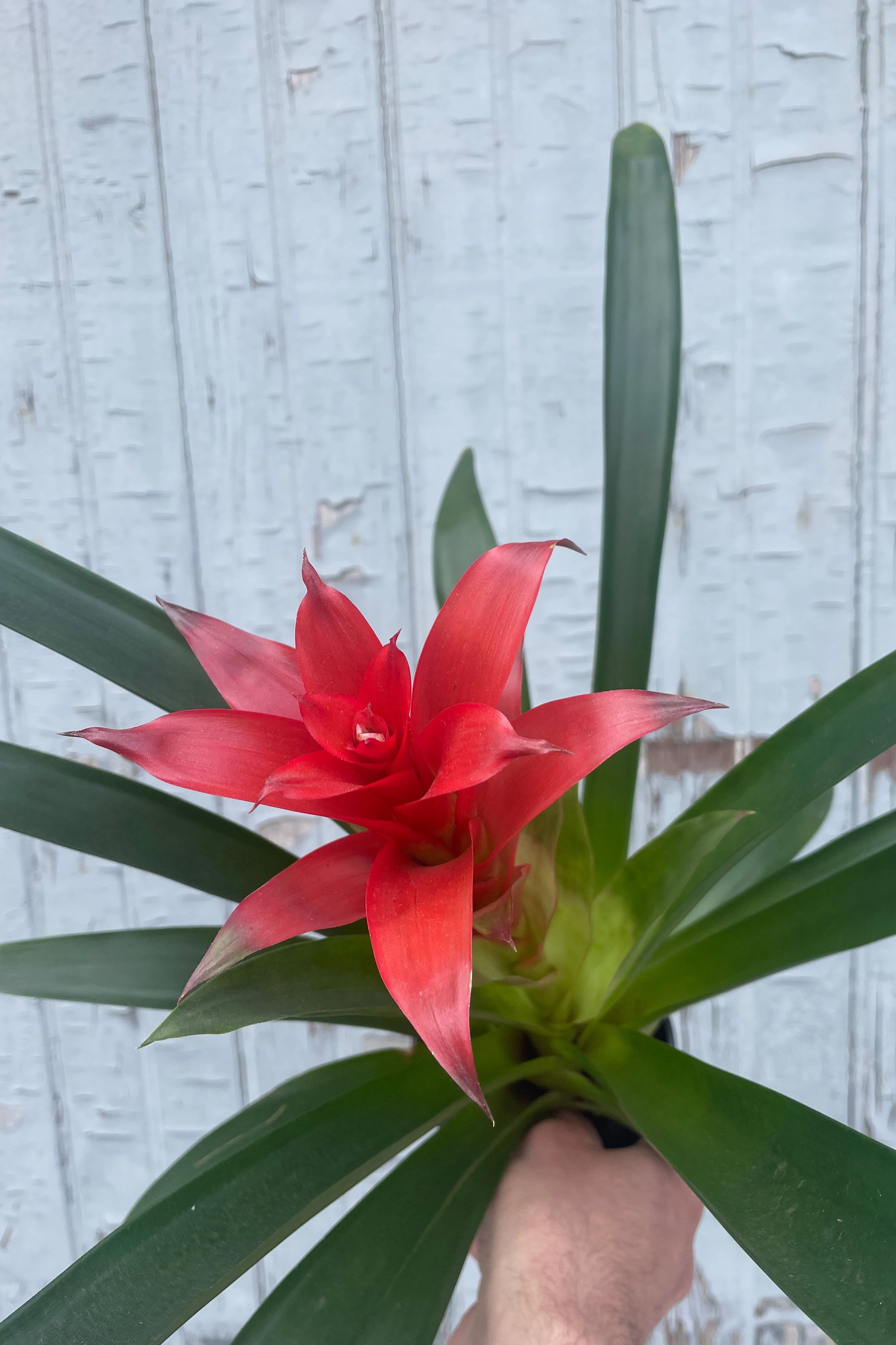 Bromeliad 5"