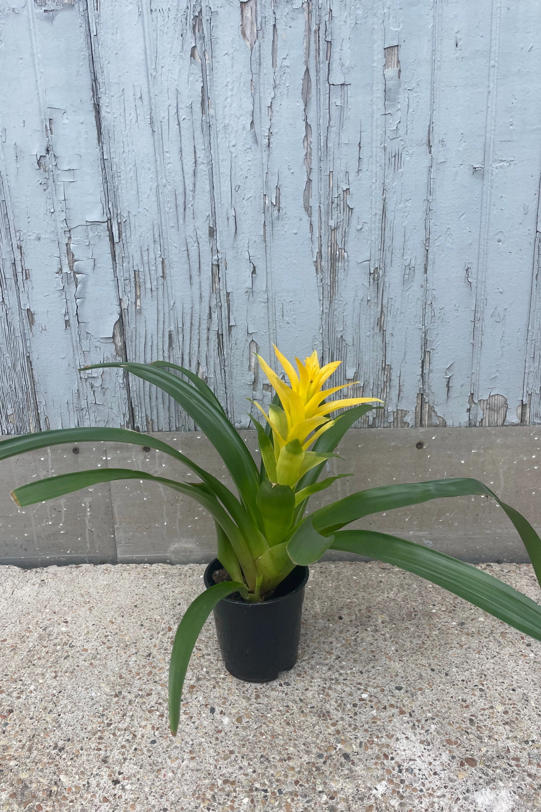 Bromeliad 5"