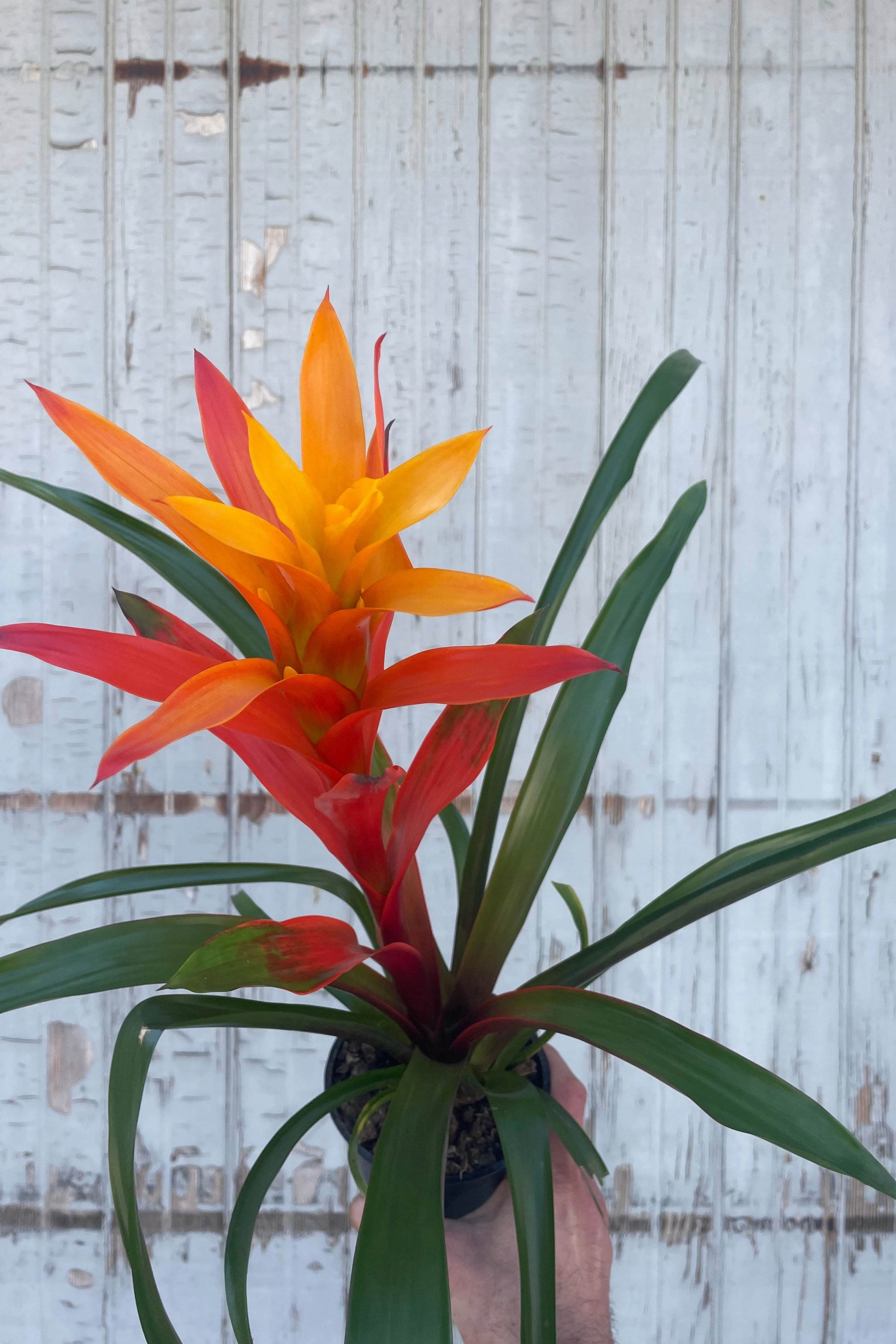 Bromeliad 5"