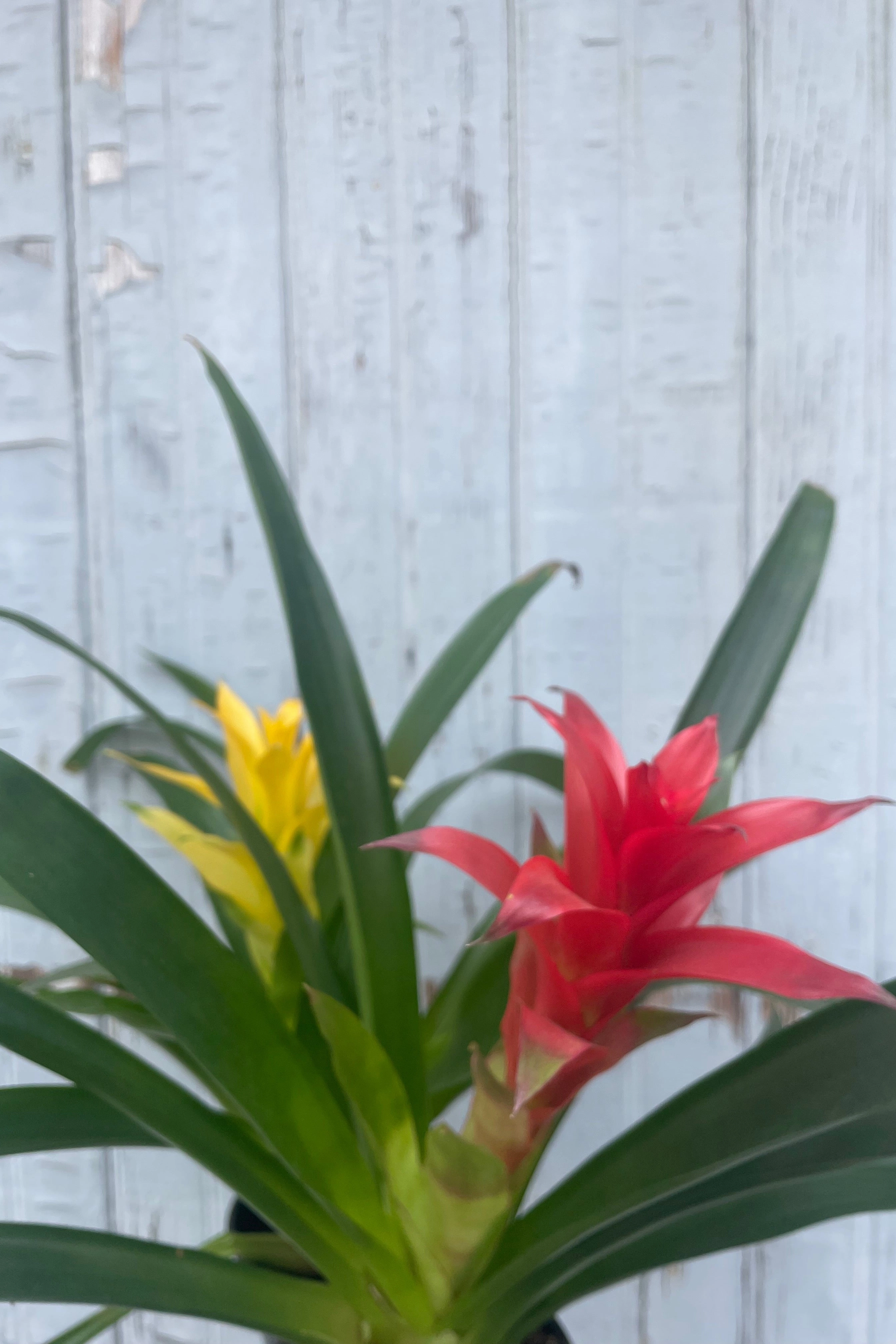 Bromeliad 5"