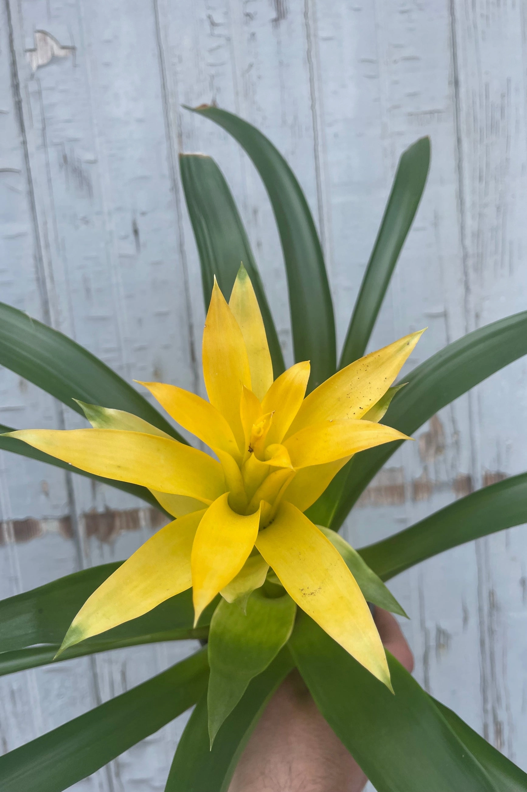 Bromeliad 5"