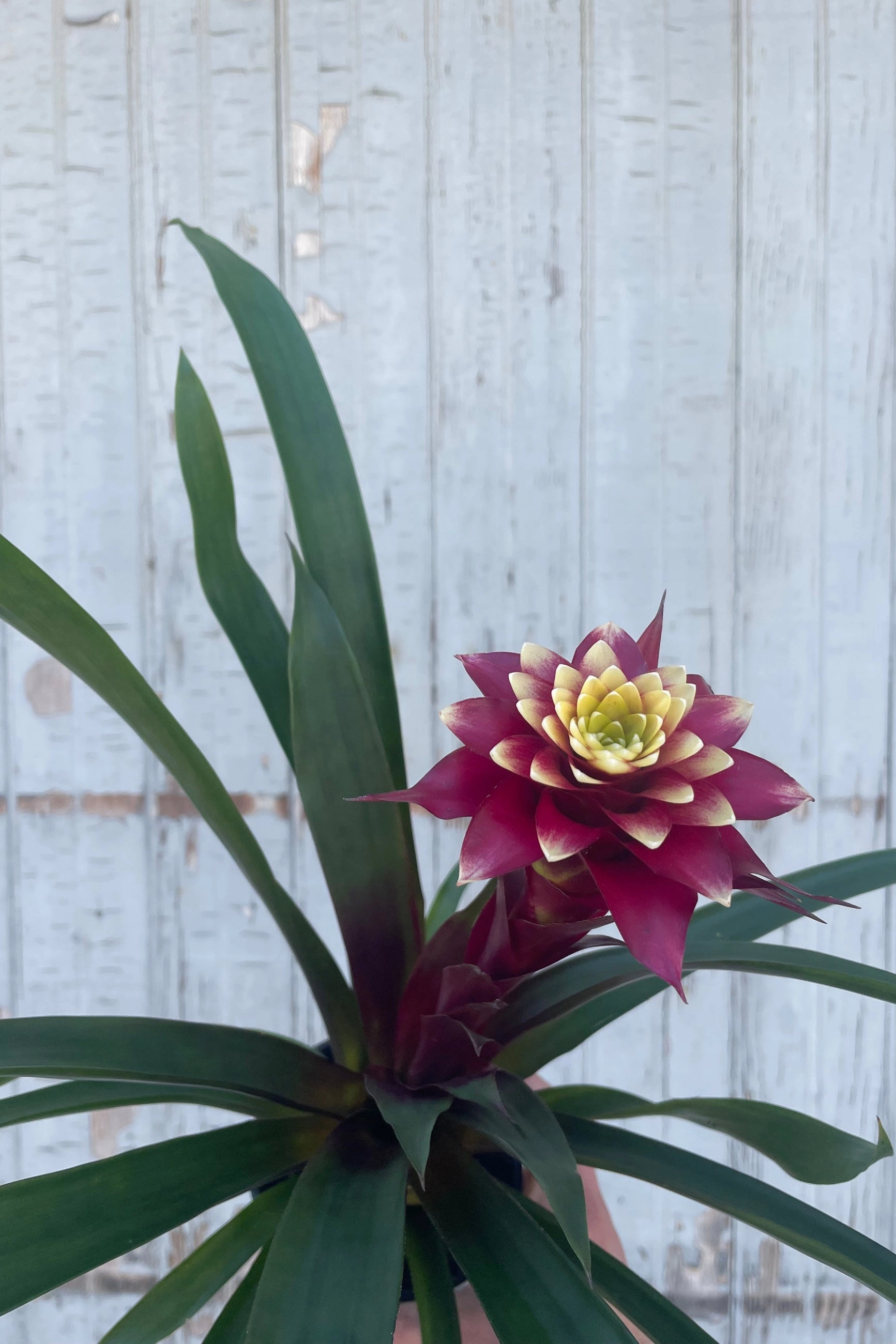 Bromeliad 5"