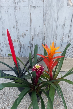 Bromeliad 5" medium flower pot  