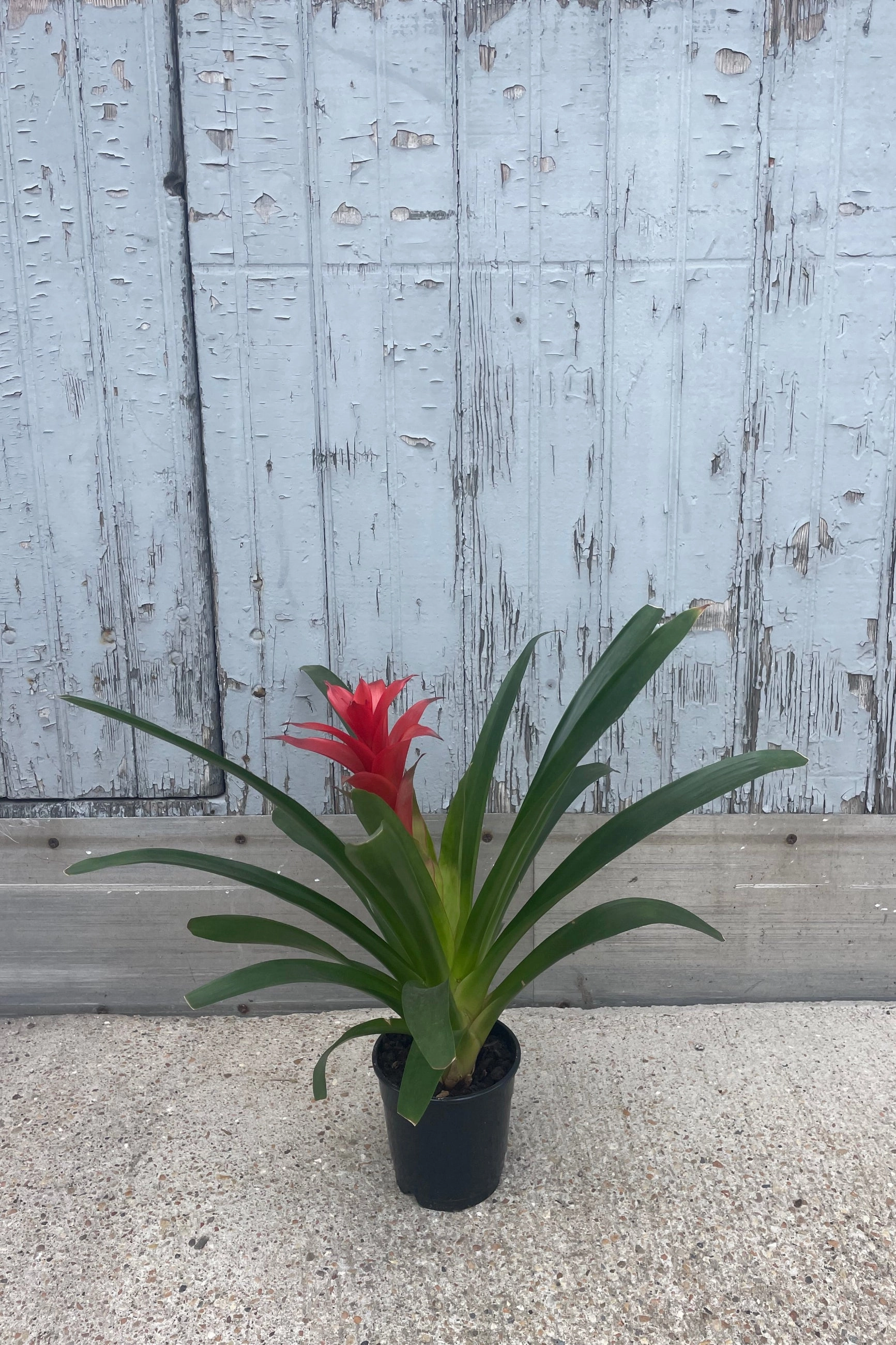Bromeliad 5"