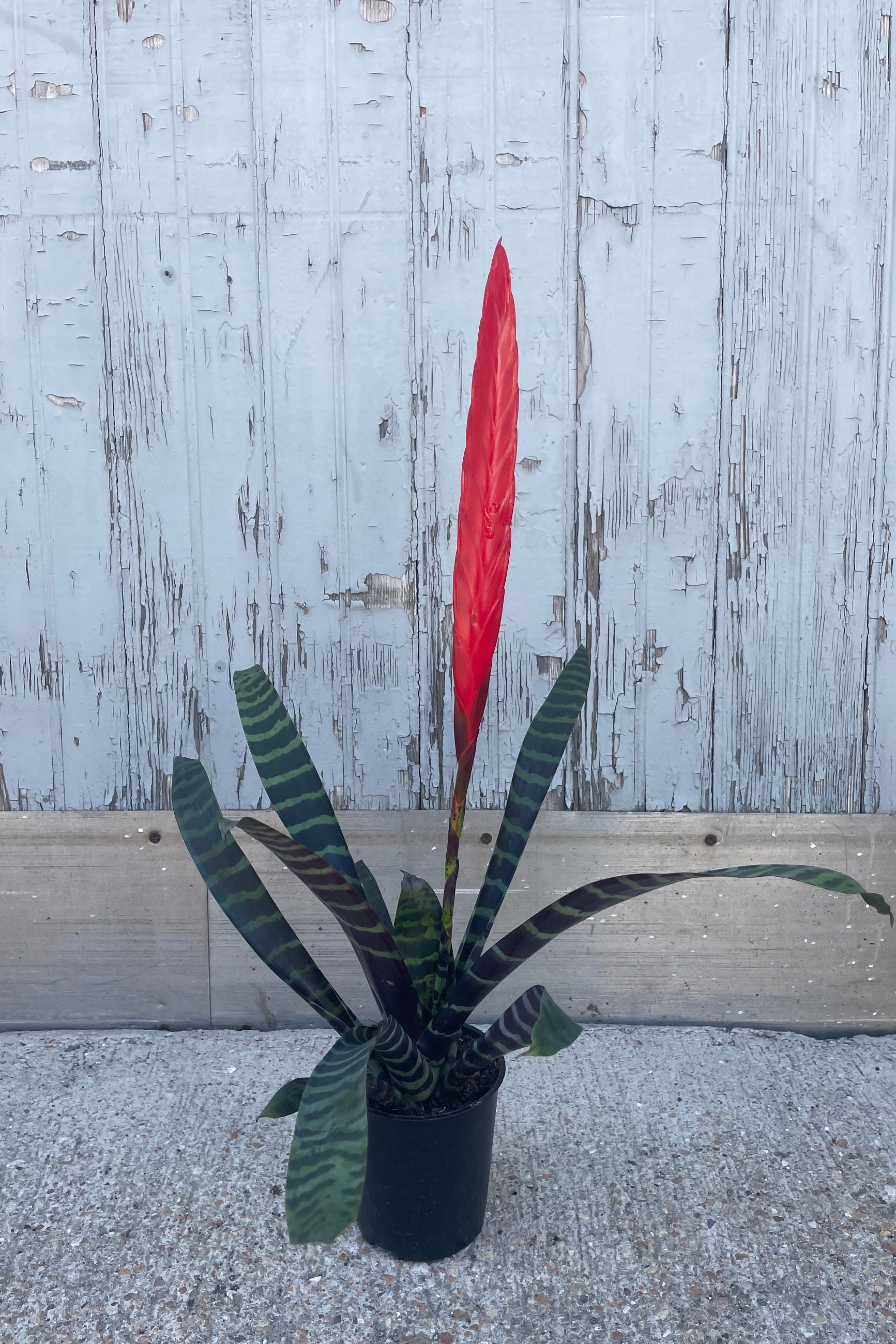Bromeliad 5"