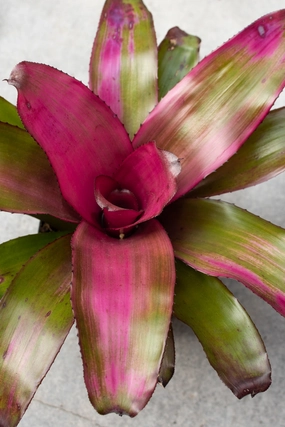 Bromeliad 6" medium flower pot  