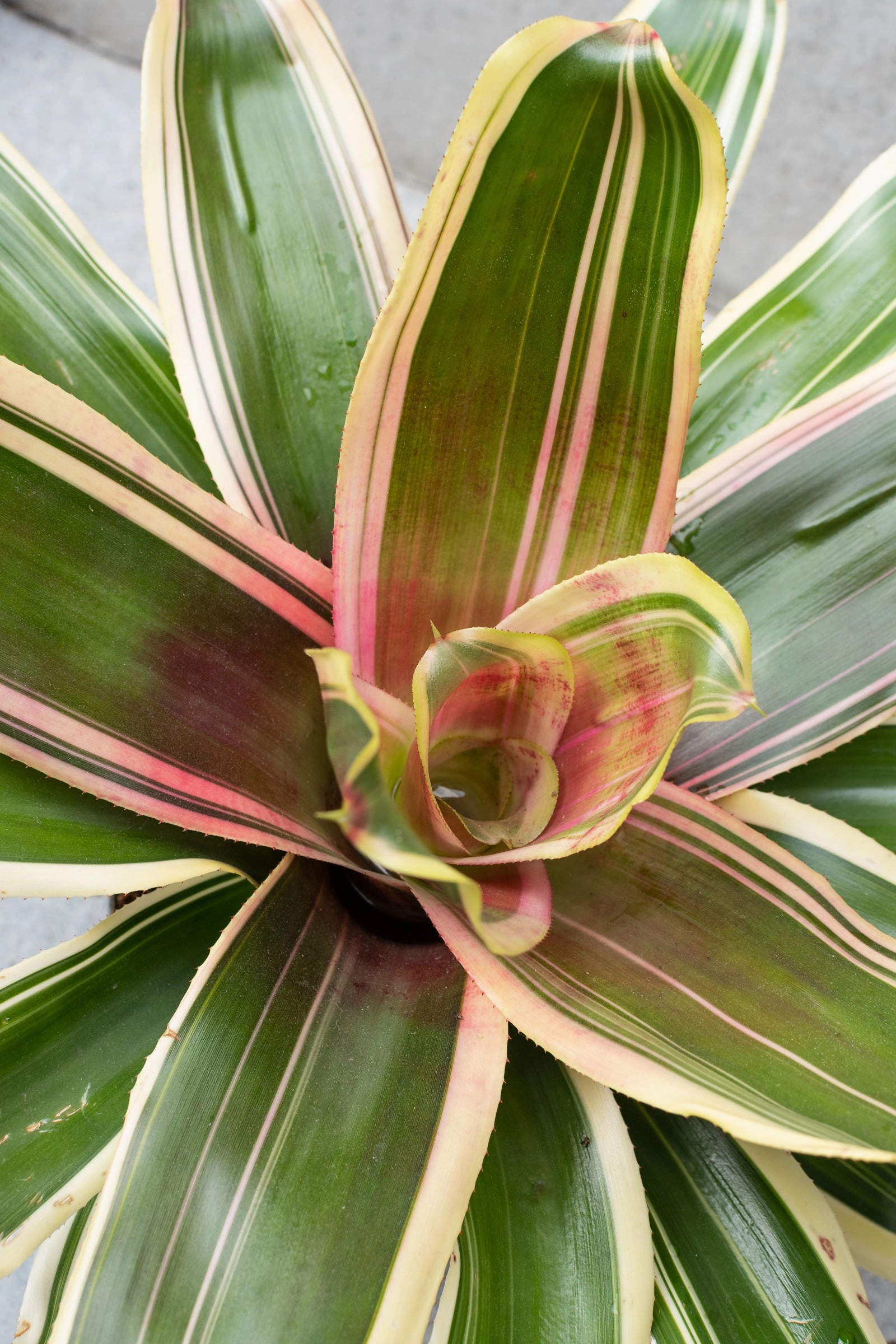 Bromeliad 6"