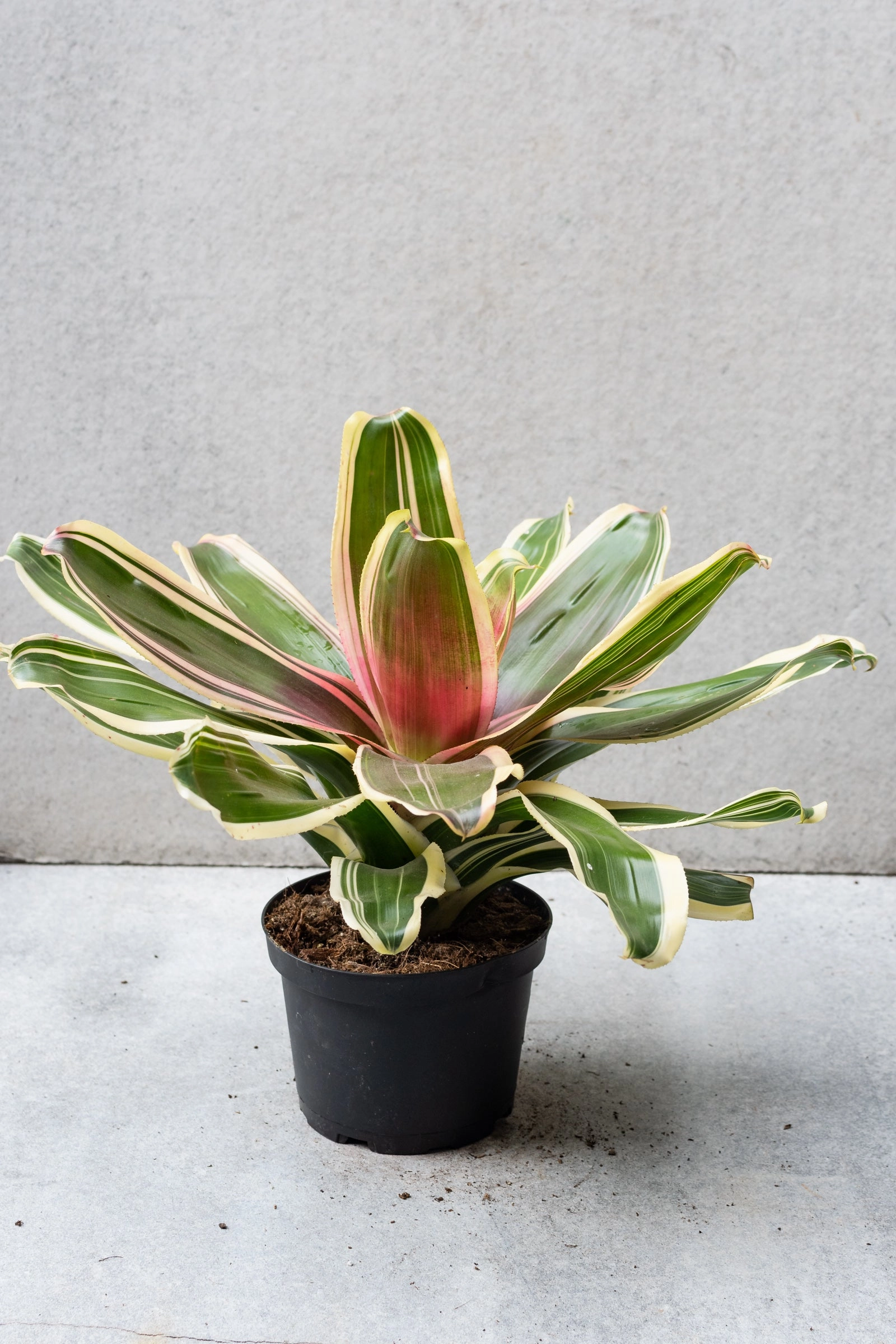 Bromeliad 6"