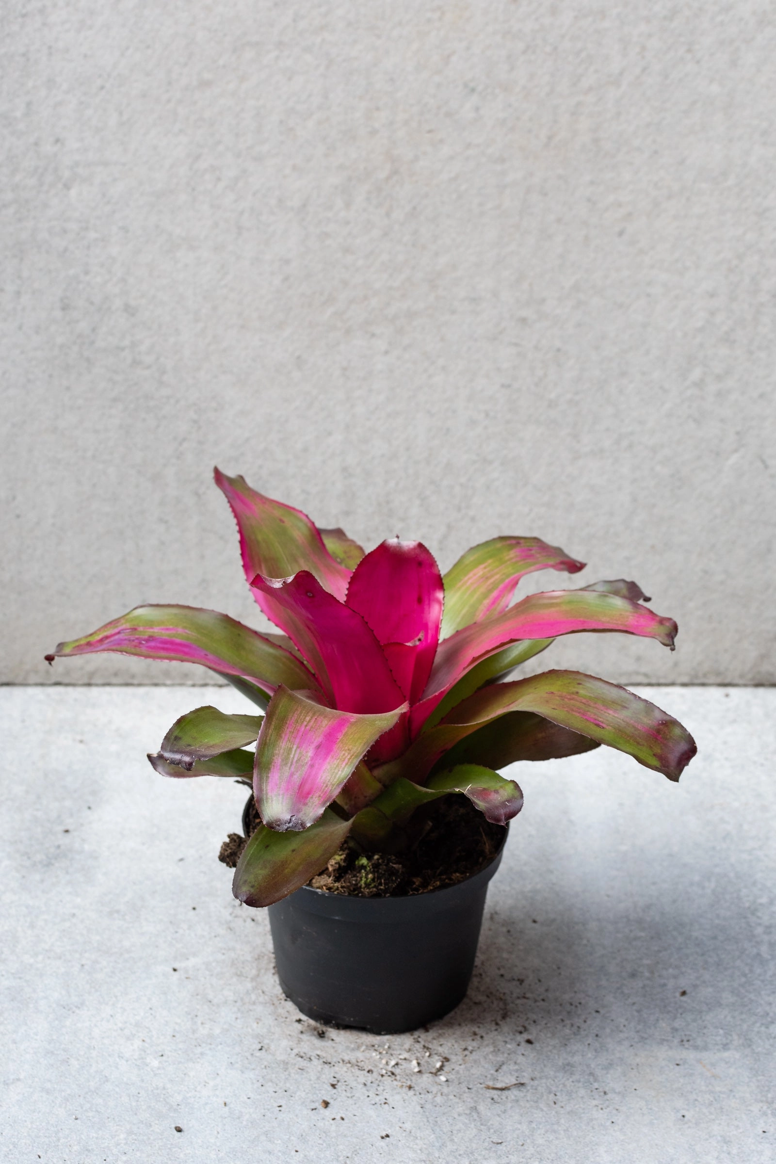 Bromeliad 6"