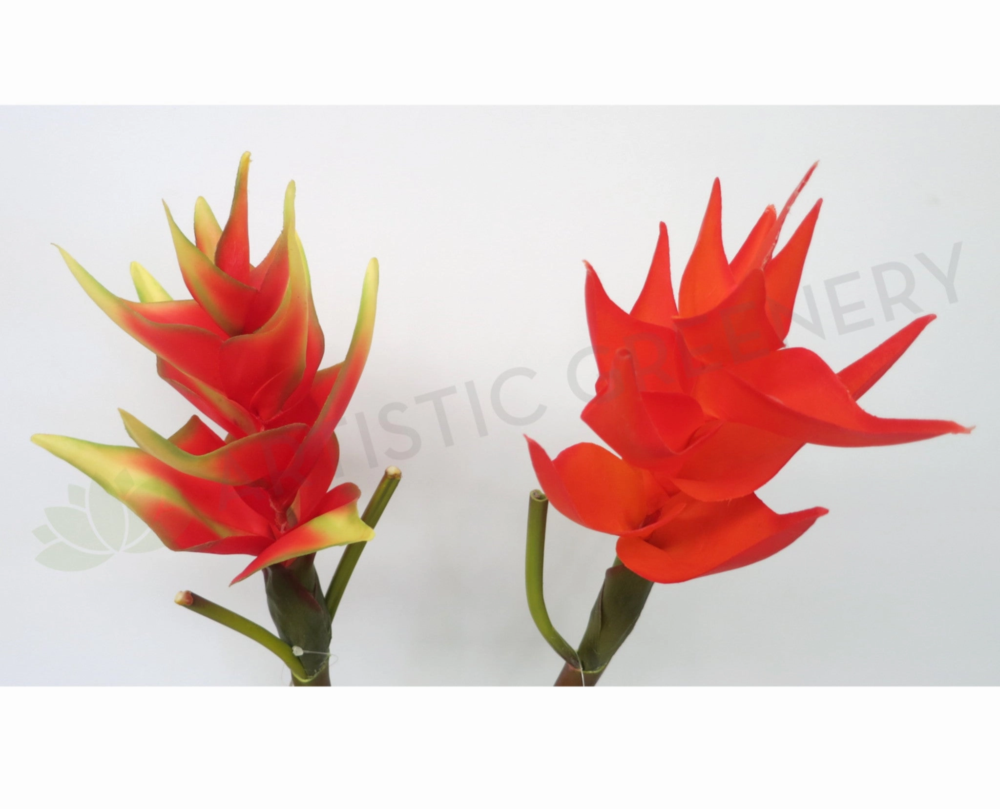 BROMELIADSET99  Bromeliad Plant Set 90cm - Custom Made