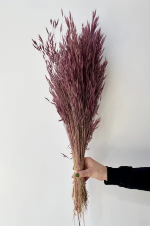 Bromus Mini Plum Color Preserved Bunch indoor houseplants  