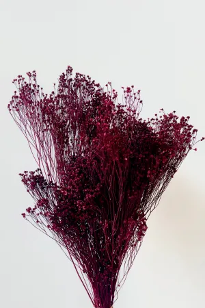 Brooms Burgundy Color Preserved Bunch indoor houseplants  