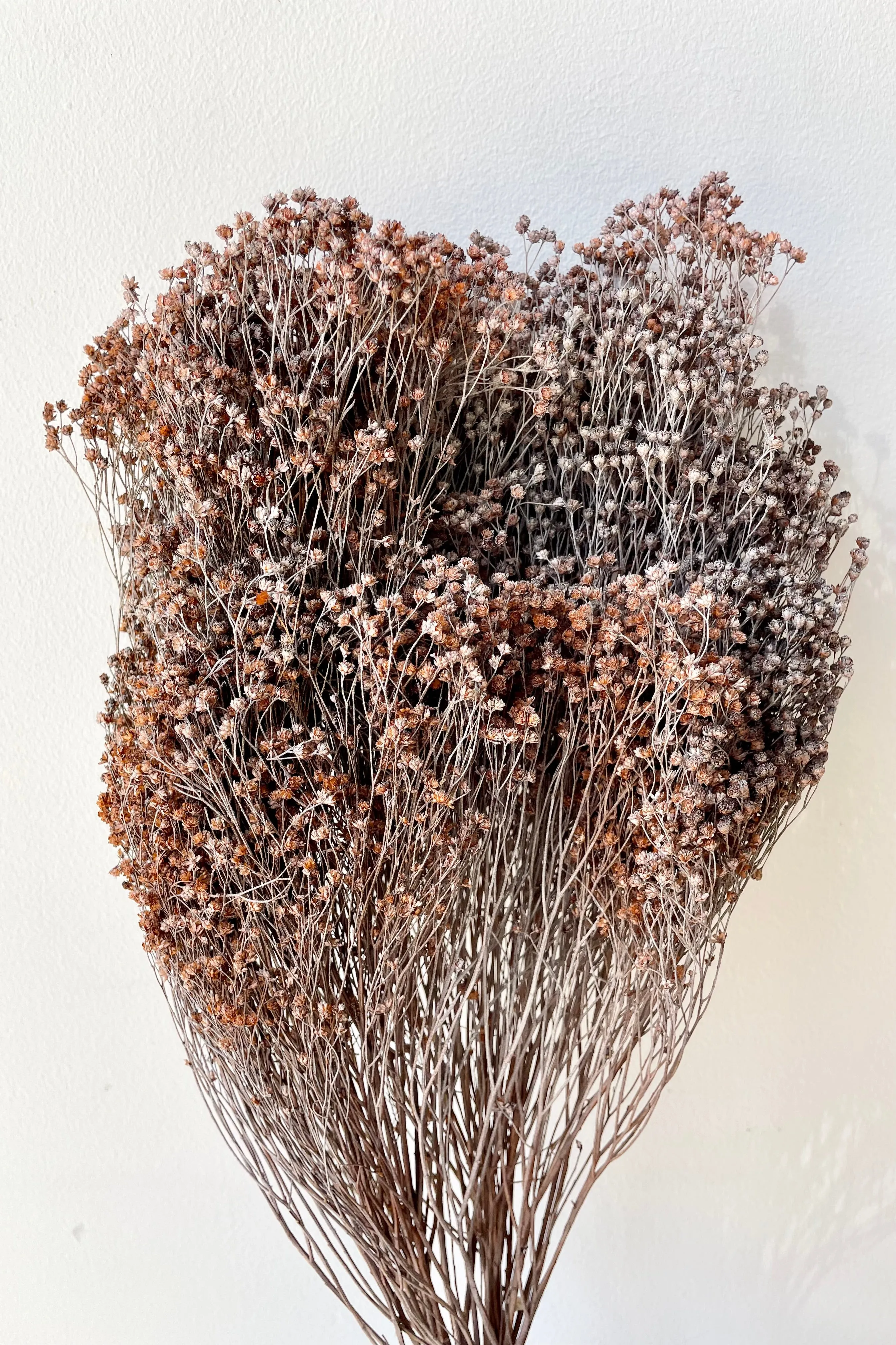 Brooms Dusty Rust Color Preserved Bunch