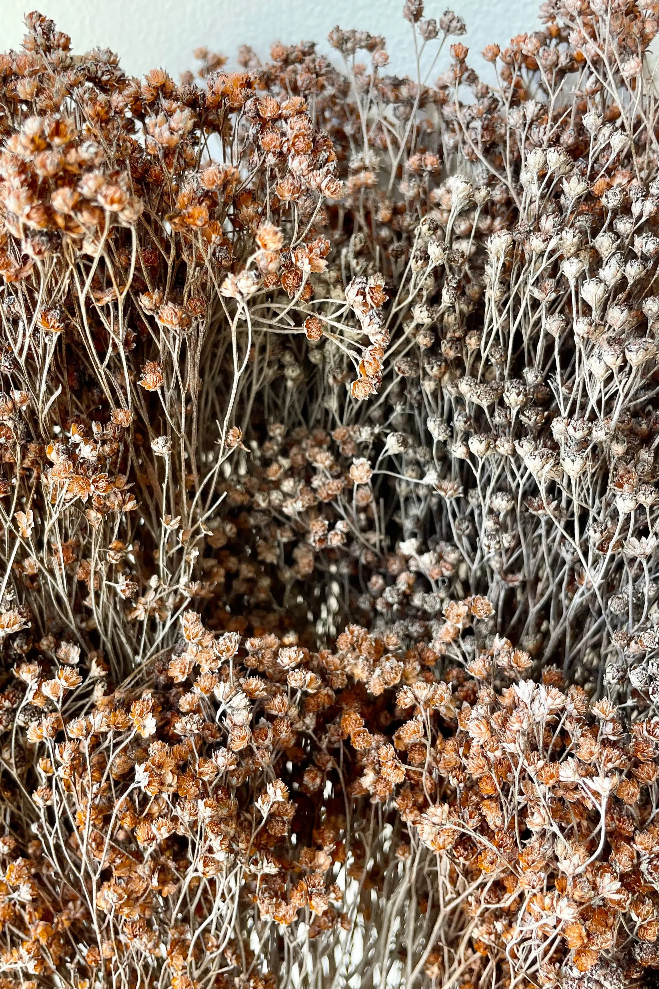 Brooms Dusty Rust Color Preserved Bunch