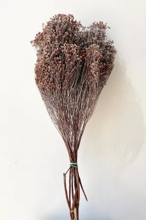 Brooms Dusty Rust Color Preserved Bunch indoor houseplants  
