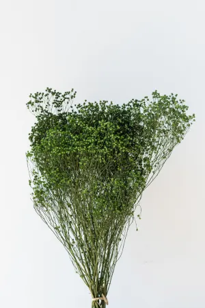 Brooms Emerald Color Preserved Bunch indoor houseplants  