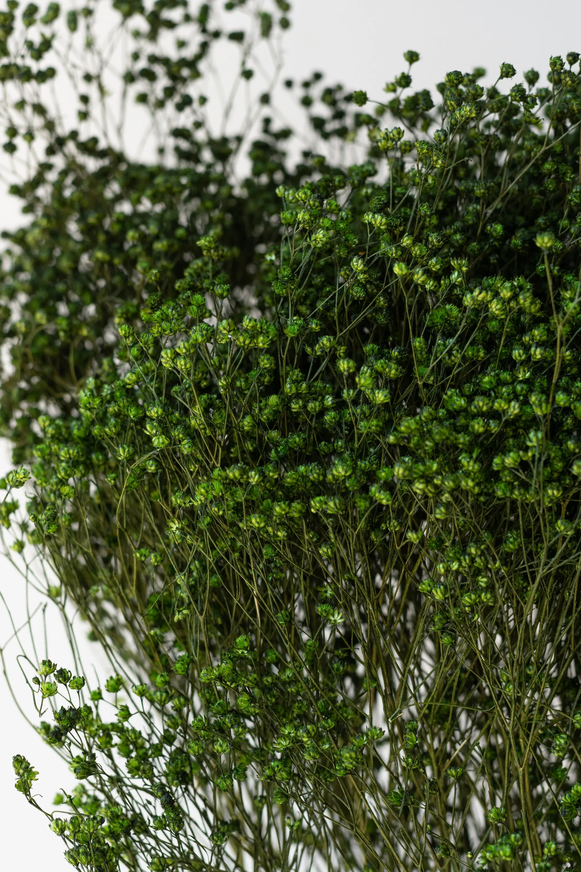 Brooms Emerald Color Preserved Bunch