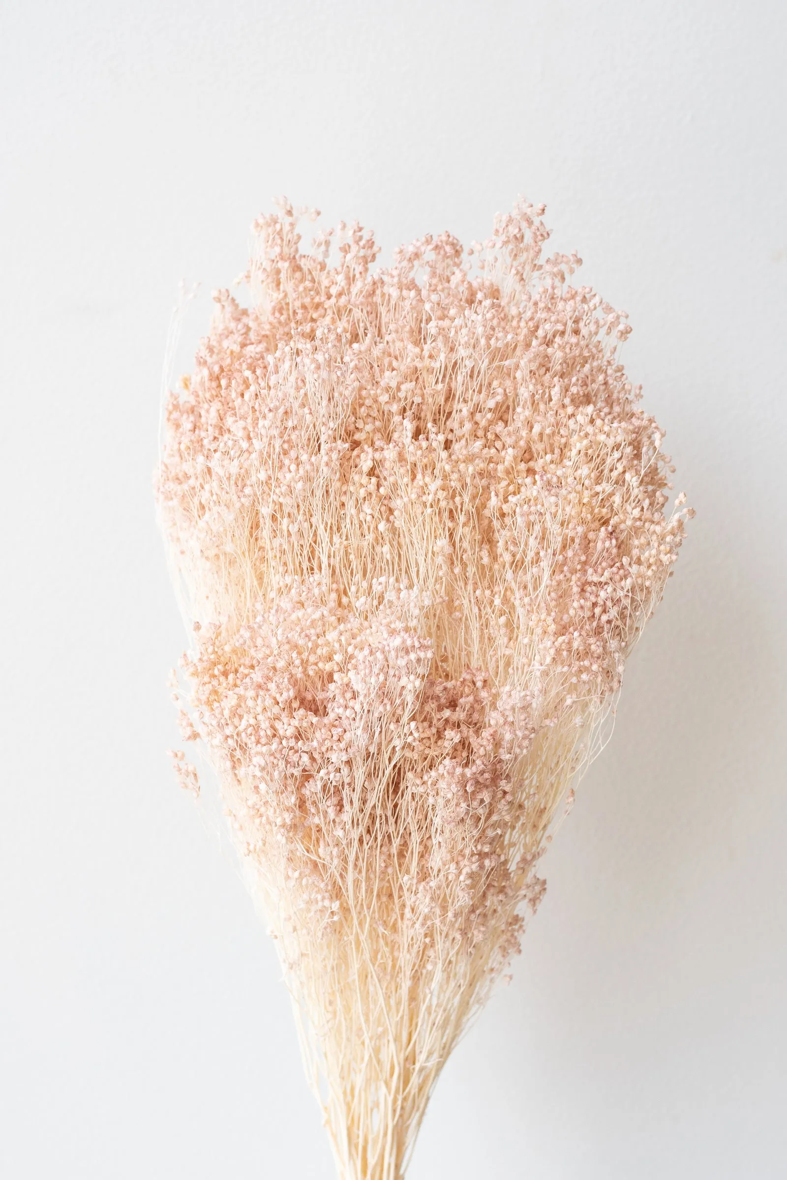 Brooms Light Peach Pastel Preserved Bunch indoor houseplants  