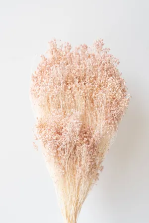 Brooms Light Peach Pastel Preserved Bunch indoor houseplants  