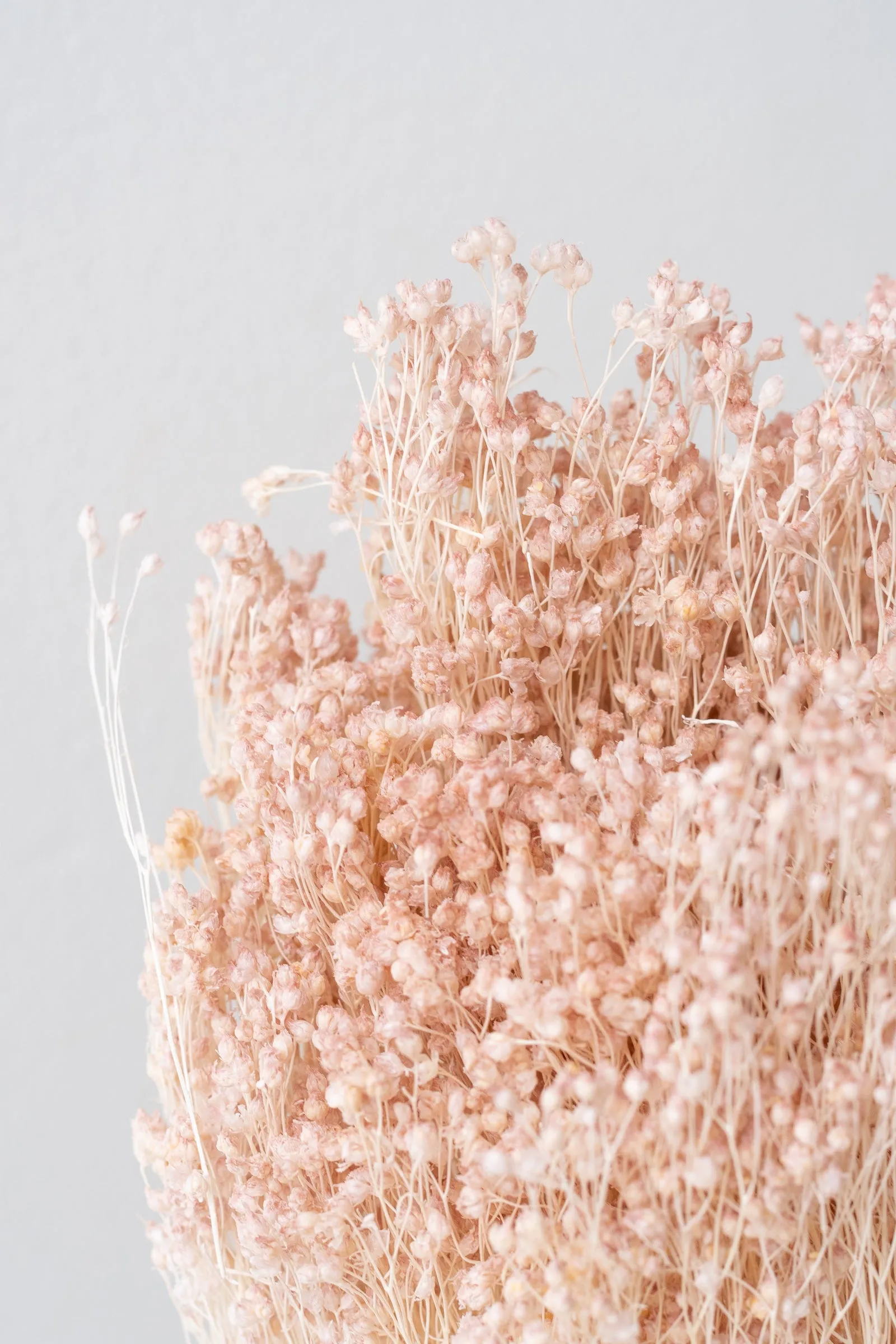 Brooms Light Peach Pastel Preserved Bunch