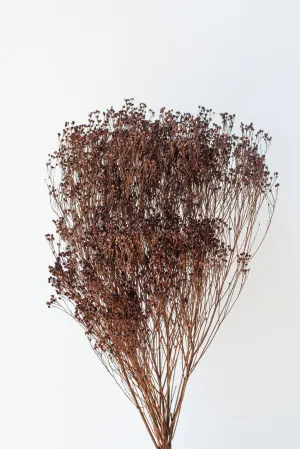 Brooms Mocha Color Preserved Bunch indoor houseplants  